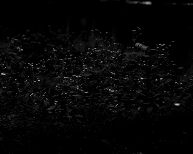 Piccoli fiori nella penombra, fotografia in bianco e nero